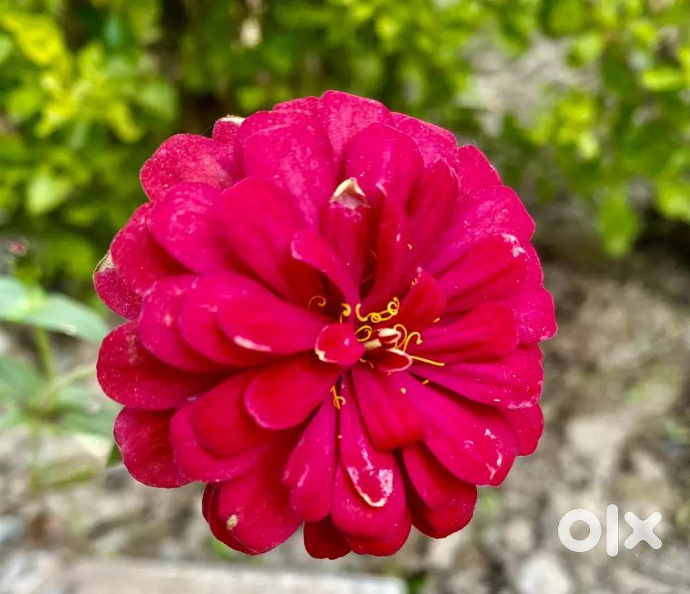 Plot sale Tusi Road near LDDS SCHOOl ABROL nagar