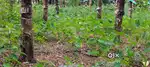 NEAR NH 46 CENT LAND FOR SALE AT ANGAMALY