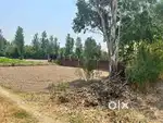 One kanal plot woth 5 ft boundary wall and 10 feet gate