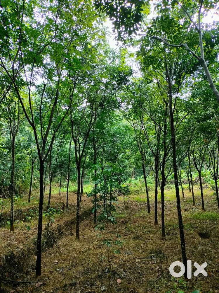 1.5 acres of rubber plantation for sale