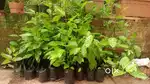 Passion fruit Plants