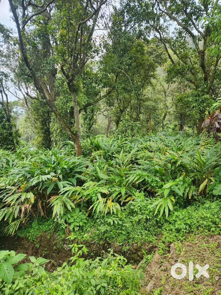 ACRES OF CARDAMOM PLANTATION FOR SALE IN IDUKKI