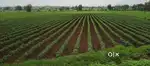 15 acre agriculture land (कृषि भूमि ) for sell.