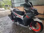 Scotty  for sale