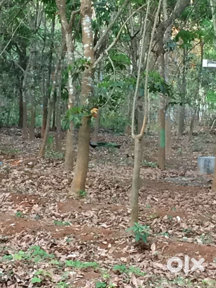 Tapper for rubber plantation required