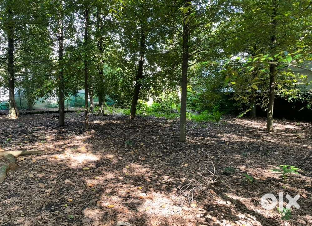 20 Cent Prime Residential Pand for Sale Kalady -Malayattoor Main Road