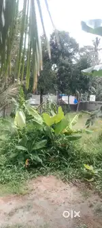House Plot For Sale Near Ananthapuri Hospital Trivandrum