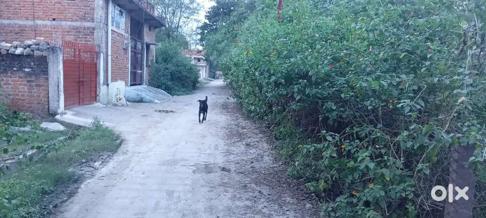 Jameen bechna hai 1400 varg feat