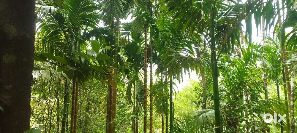 36 sens jaga records conversation 9/11 done