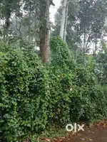 1.70 cents of pattaland for otti. Cardamom cultivated area