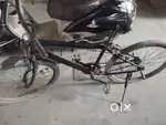 Street cat proo3.0