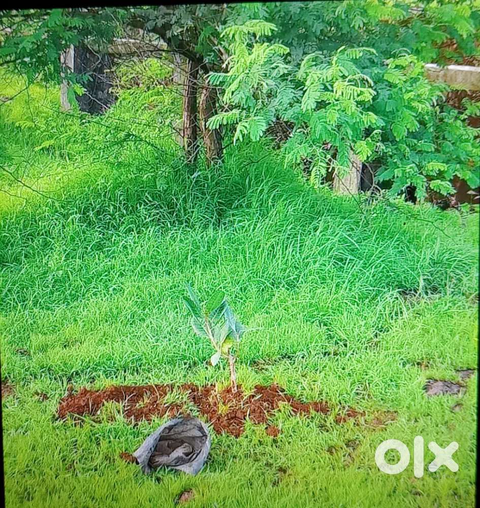 Open plot of approx 4000sq meter for rent.