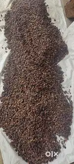 cocoa beans,available 700kg ,   .”