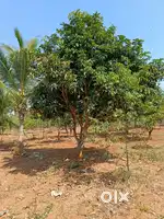 Mango Fruit Plantation Open Plots For Sale @ Bibinagar Near By AIIMS