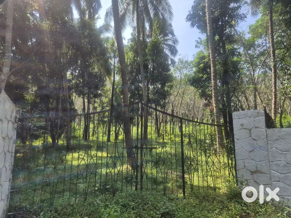 2000 cent Land  Payyakundu Vadakkancheri  Palakkad
