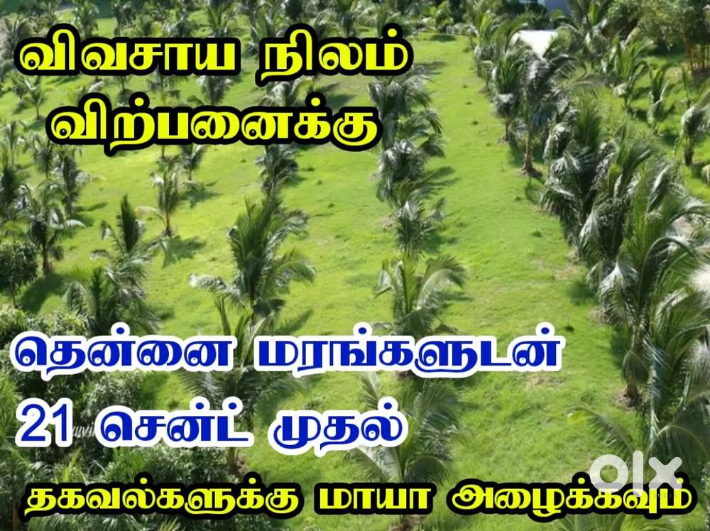 Coconut farm land sale