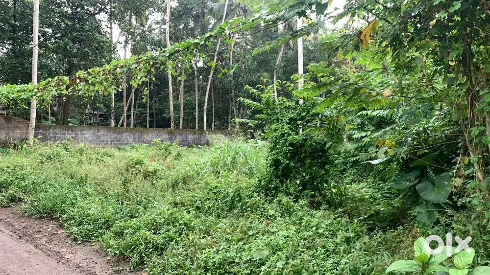 24 cents plot is available for sale  Balaramapuram