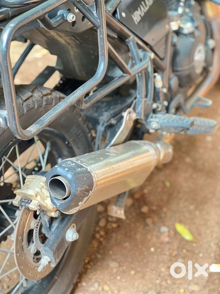 himalayan redrooster