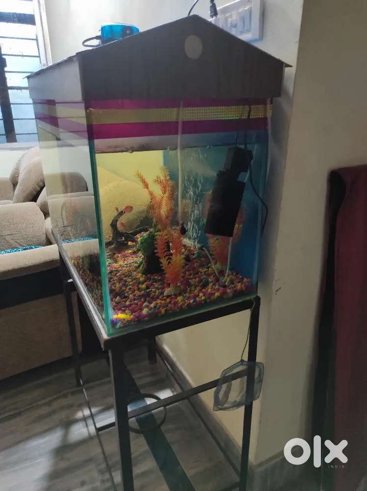 Fish Tank Aquarium