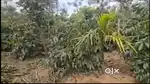 10 Acre Well-Maintained Coffee Plantation for Sale – Sakleshpura