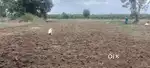 Land in my village