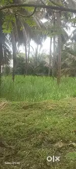 Cow and horse farm
