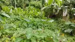 Vill- Gadharia , auniati . P/0 Marangial. Nagaon, assamfor