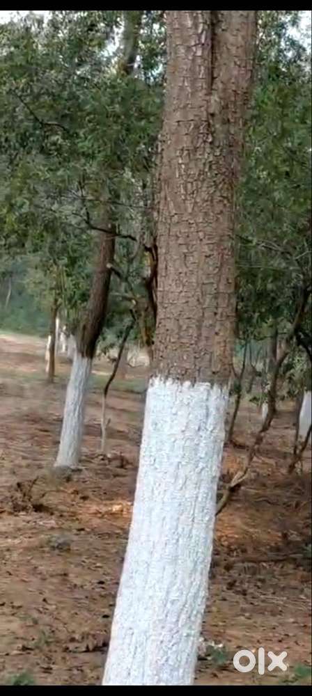 Agiripalli(MD),Mallavalli(V)  Red sandal plants in 100sq.ads plots