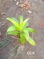 Sales man for garden