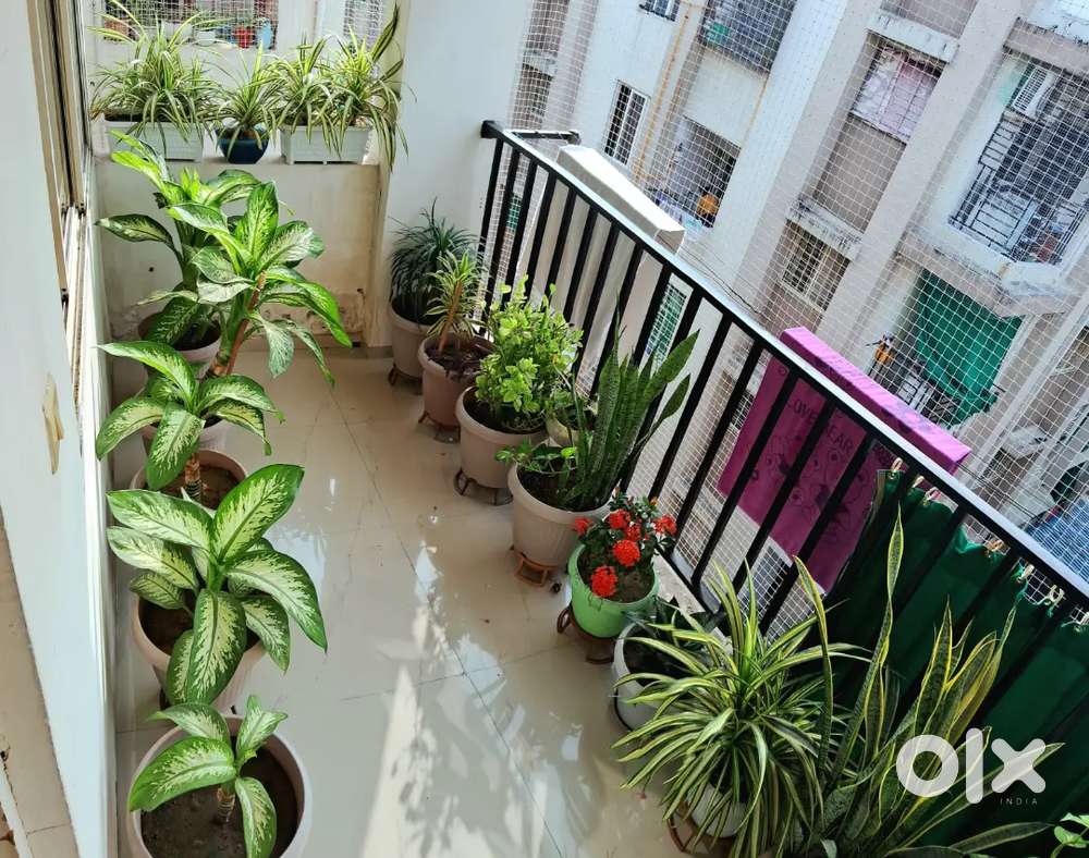 House Plants (Balcony / indoor) 20 plants with pot & stand