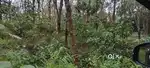 Sale of 44 cent land full rubber
