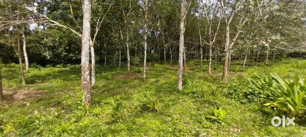 House Plot Or Land For Sale Peroor,Manargad and thiruvanjoor