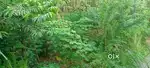 17 cent land for sale thodupuzha