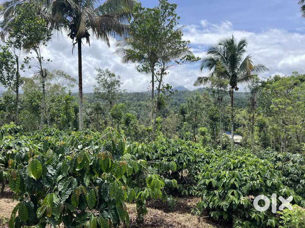4.5 ACRE WELL MAINTAINED COFFEE LAND FOR SALE IN AMBALAVAYAL.
