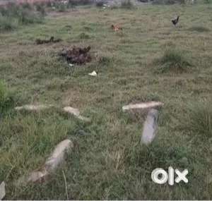 Each Cent 380000 rupees. three cents are available.