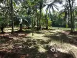 Plain land with many cocconut tree and old house