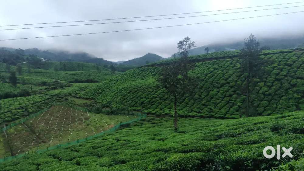 Vagamon town to just 6km tea estate view excellent climate