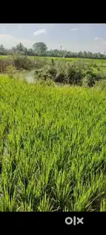 4 acre vayal land for rent