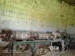 300000   Ghatta  (Gulla)machine