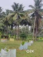 Aliyar dam nearly coconut farm