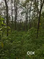 5 acres plot for sale near Aluva-Munnar highway road, Odakkali