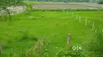 Commercial plot 44×86= 3784sqft ( 420 var gaj)