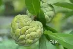 Custard Apple