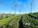 Resort plot in WAGAMON