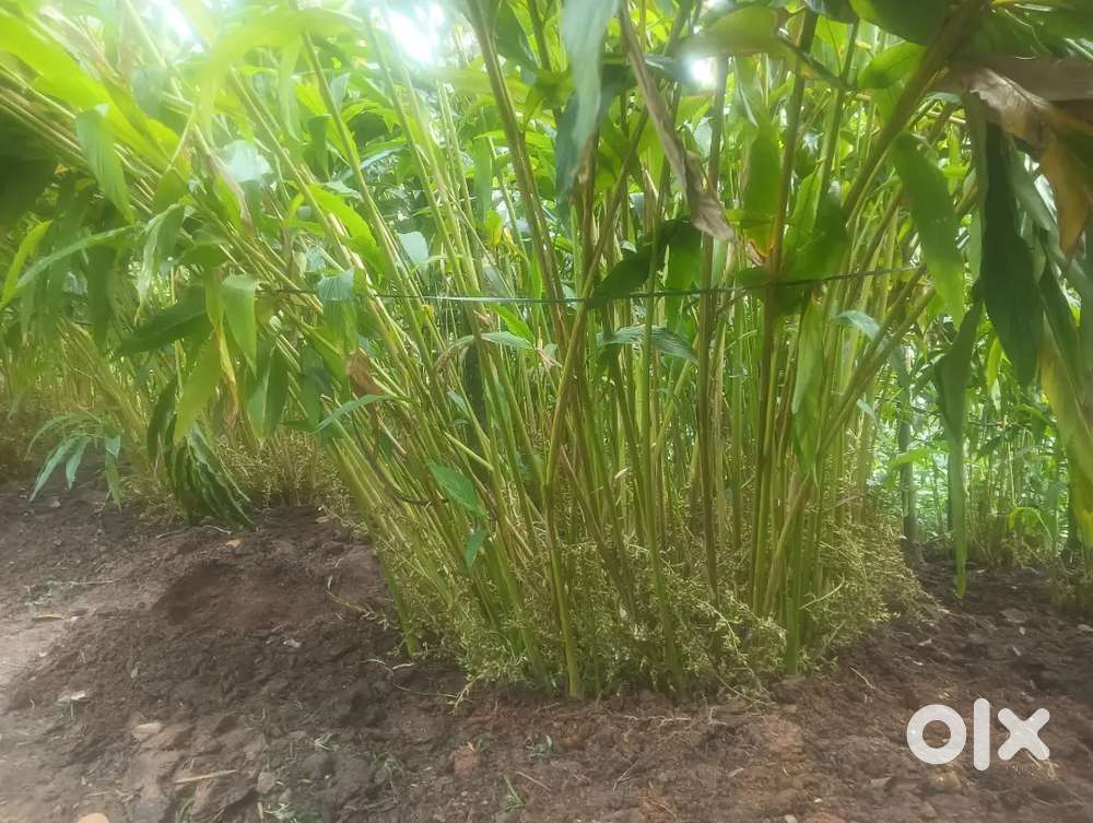 Cardamom 1.5 acre patta
