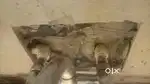Plumber helpar