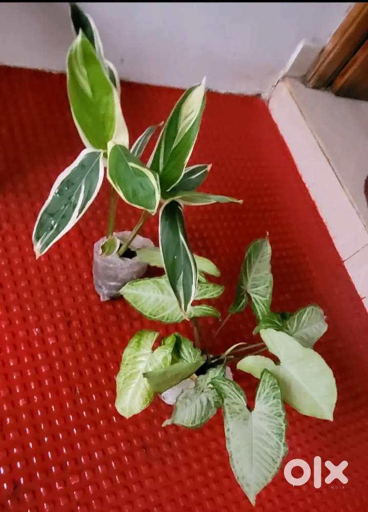 Pack 2 Arrohead never Plant