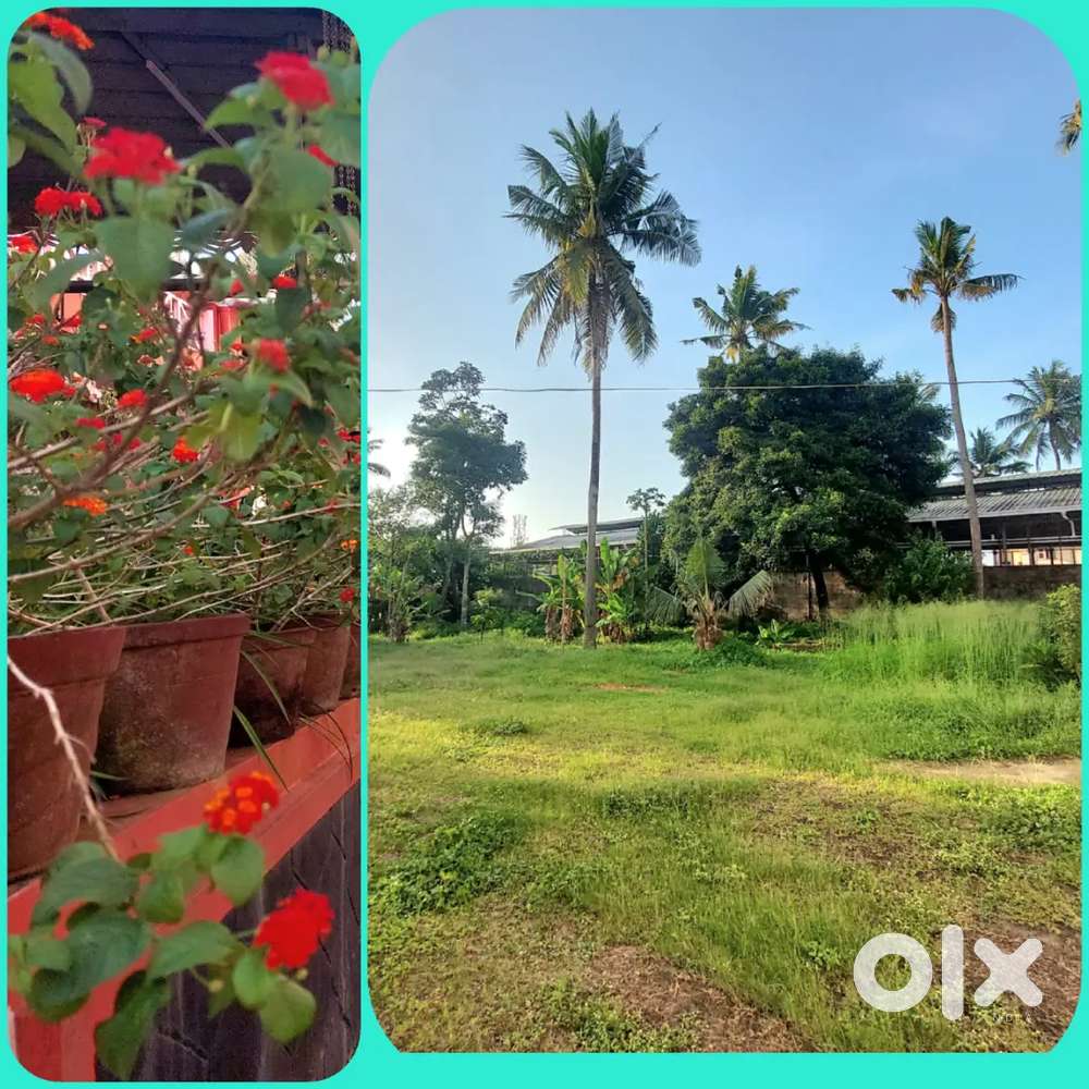 Main road second plot at Thrikkakara