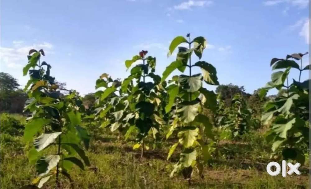 2.5 Acres of land for lease at Pooyamkutty,Kothamangalam