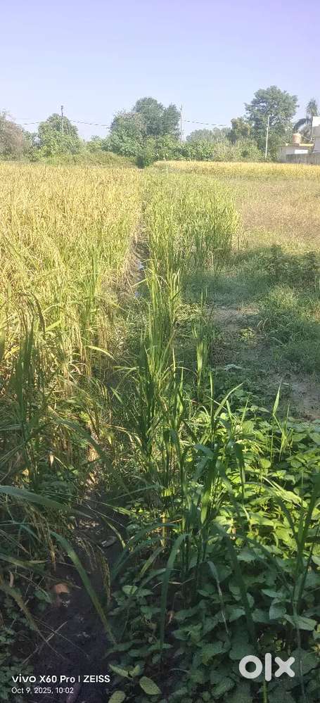 5 marla Registered plot for sale in misriwl